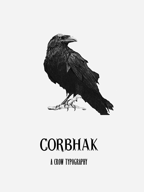 Le corbeau (Corvus corax) : l'oiseau noir et bruyant